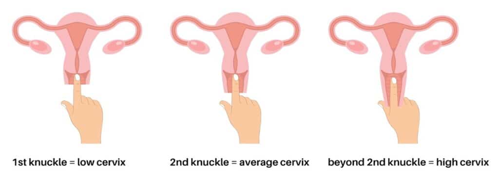 How to check your cervix height for a menstrual cup