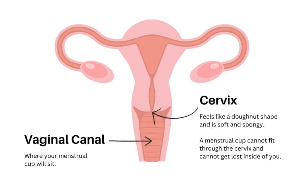 Where is your cervix located?