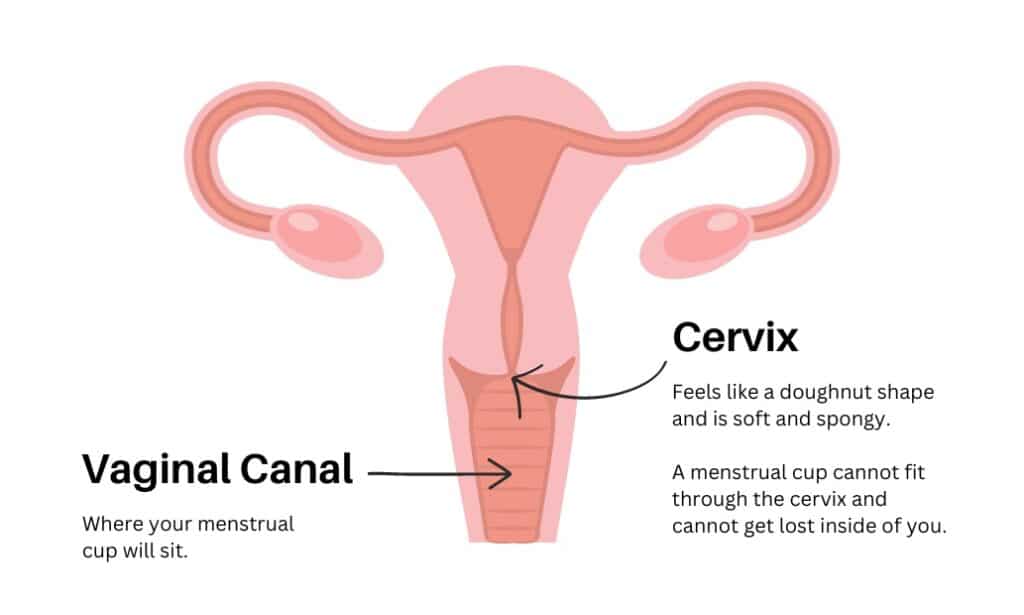 Where is your cervix located?