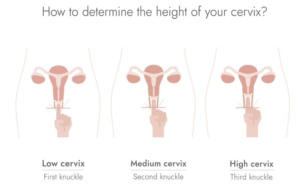 HannahCup Cervix Height Chart